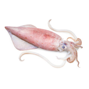 Calamari-Squid /Decapodiformes 13-31 Cm