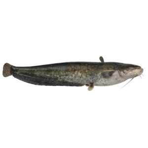 Cat Fish / siluriformes 1-3 Kg