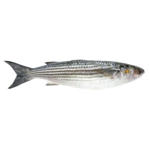 Whole Mullet /Mugilidae 1 Kg