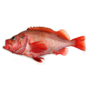 Red Fish / Sebastes norvegiucus 1-3 Kg