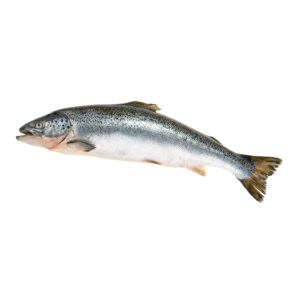 Whole Salmon Norweigian / Salmo solar 3-10 Kg.