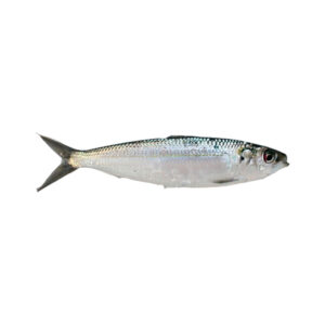 Sardinelle / Aurita 110Gr -350 Gr +