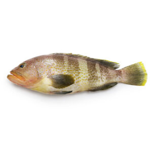 Yellow Grouper / Epinephelus awoara 5 Kg +