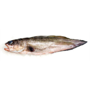 Whole Brotula / Barbata 1-3 Kg +