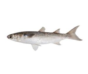 Grey Mullet / Mugil cephalus 1-3 Kg +