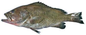 Areolated Grouper