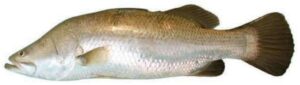 Asian Sea Bass / Barramundi