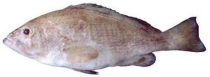 Banded Grouper