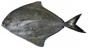Black Pomfret