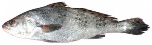 Black Spotted Croaker
