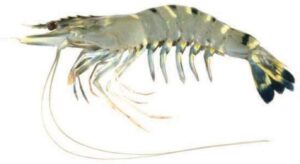 Black Tiger Prawn