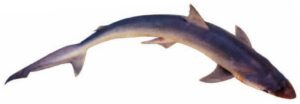 Black Tip Shark