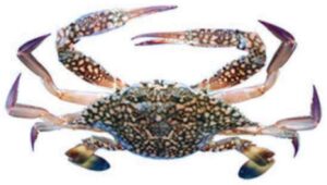 Blue Swimming Crab