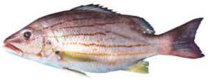 Blue & Yellow Snapper (Common blue stripe snapper)