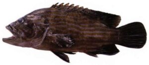 Brown Lined Reef Cod