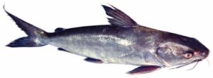Cat Fish