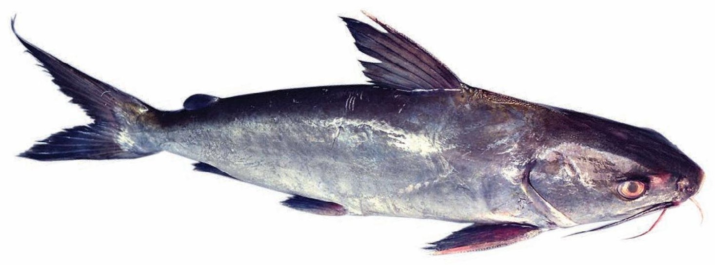 Cat Fish