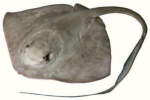 Cowtail Sting Ray