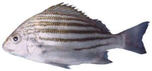 Crescent Perch