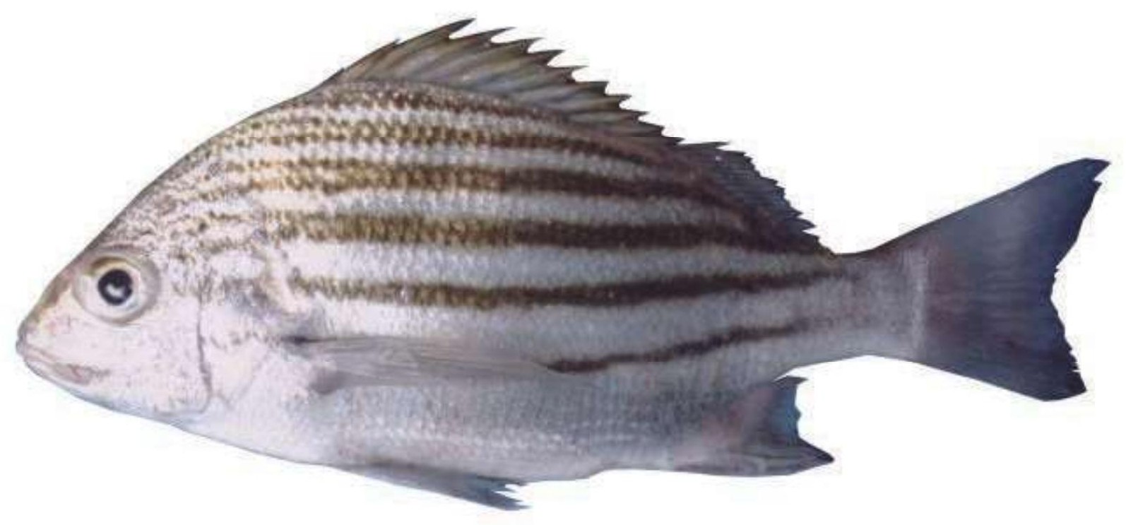 Crescent Perch