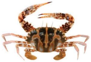 Crucifix Crab