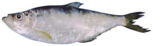 Deep Bodied Sardinella
