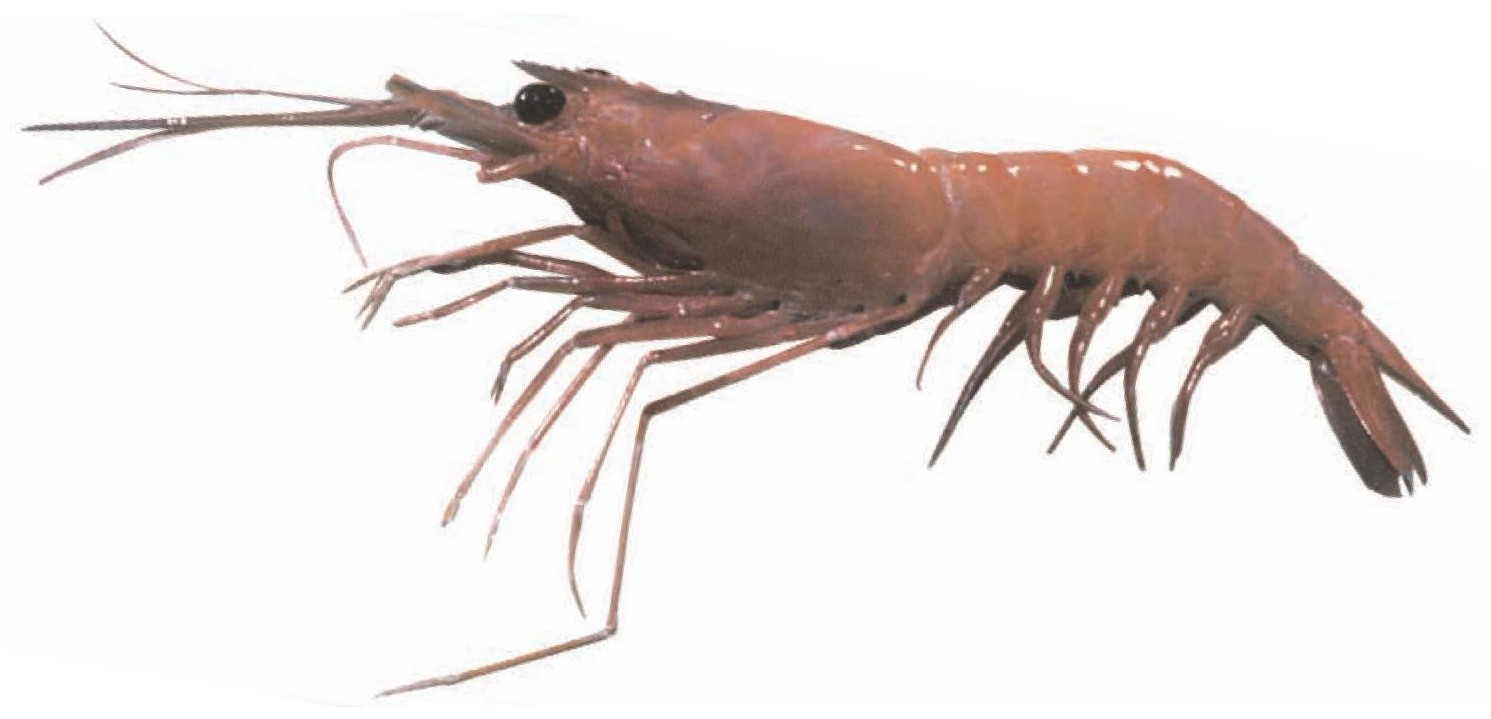 Deep Sea Shrimp