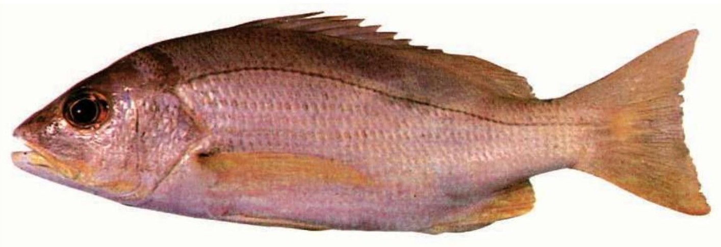 Dory Snapper