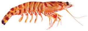 Flower Prawn