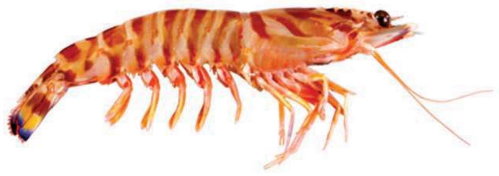 Flower Prawn
