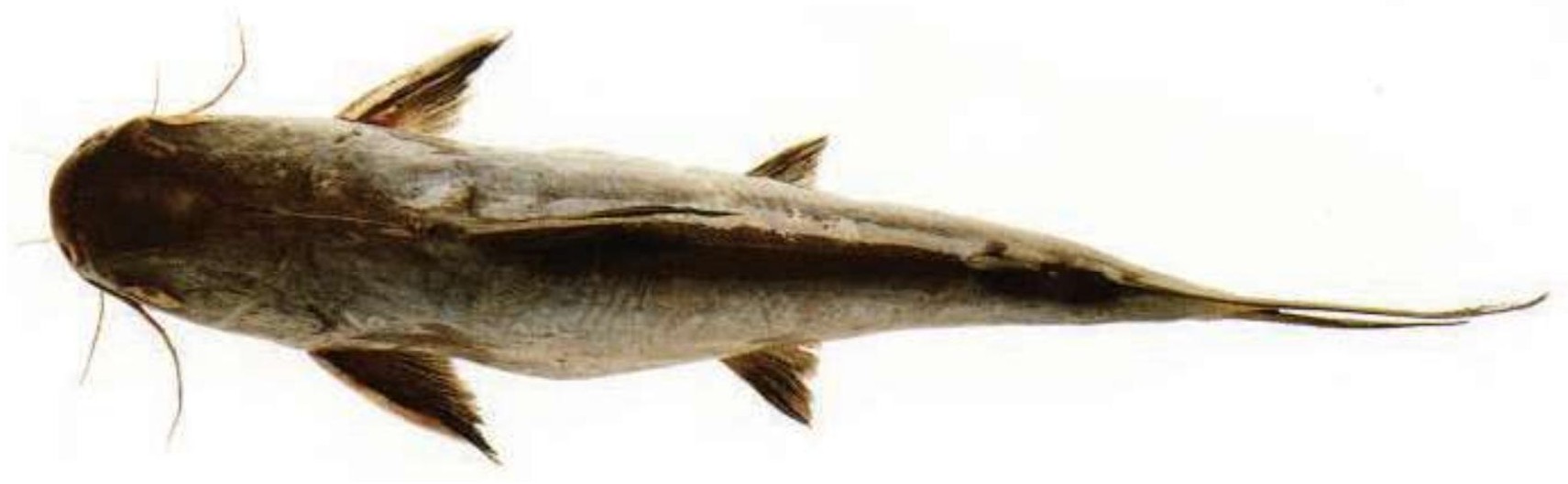 Giant Marine Cat Fish