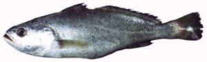 Green Backed Jewfish (Soldier Croaker)