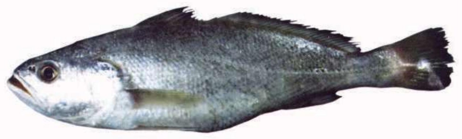 Green Backed Jewfish (Soldier Croaker)