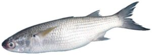 Grey Mullet