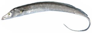 Hairtail Ribbon Fish