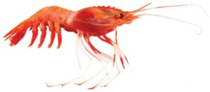 Humpback Nylon Shrimp