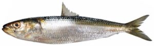 Indian Oil Sardine