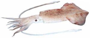 Indian Squid