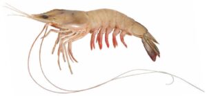 Indian White Prawn