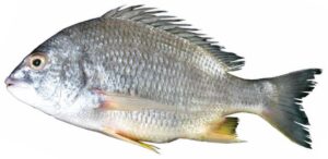 Japanese Silver Bream (Yellow Fin Sea Bream)