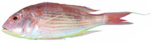 Japanese Thread Fin Bream