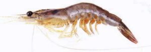King Prawn