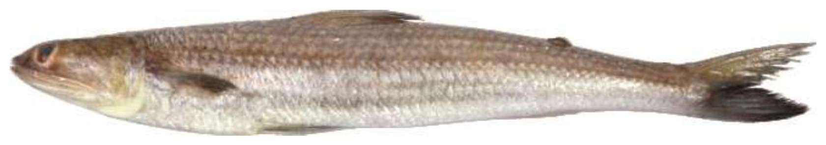 Lizard Fish