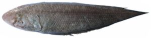 Malabar Tongue Sole