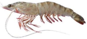 Mandapam Flower Prawn