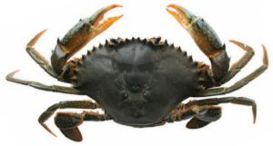 Mud Crab