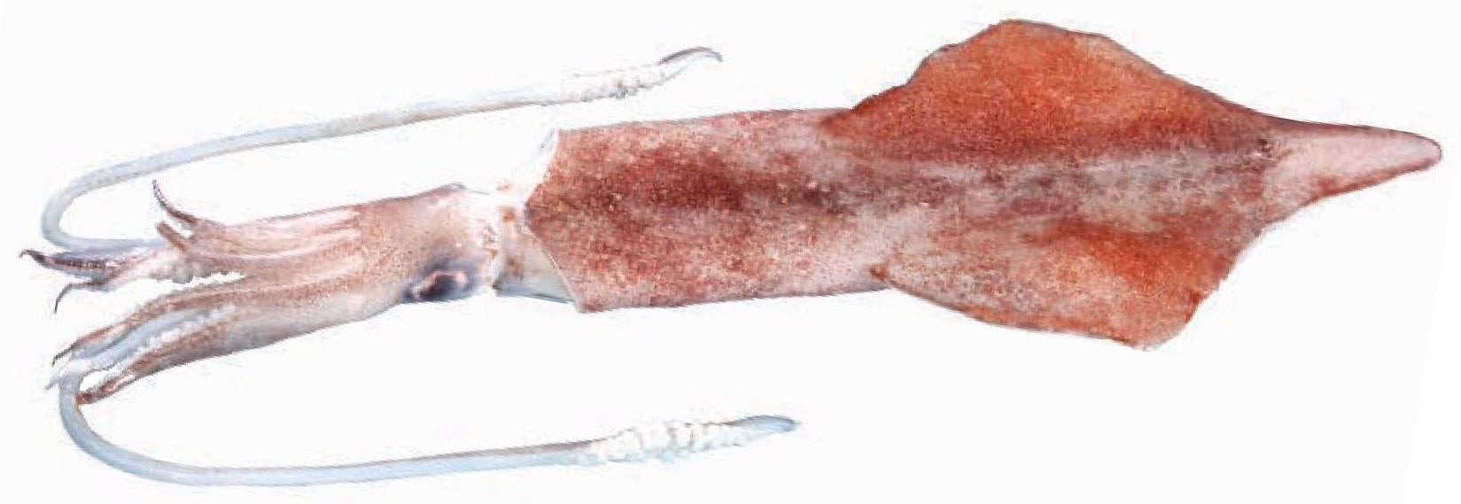 Needle Squid