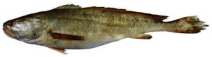 Panna Croaker / Lesser Tigertooth Croaker