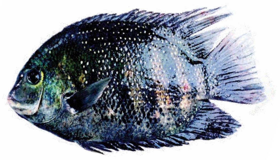 Pearl Spot / Green Chromide