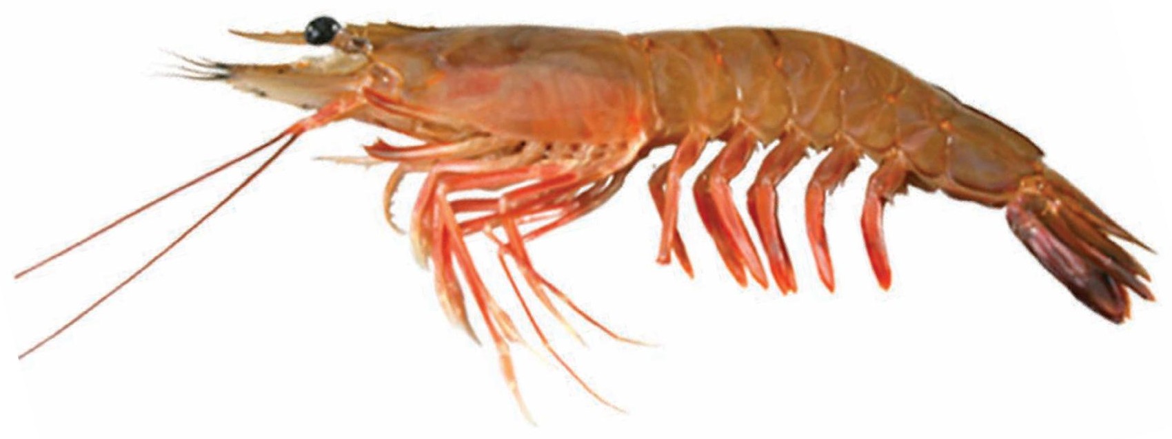 Pink Shrimp